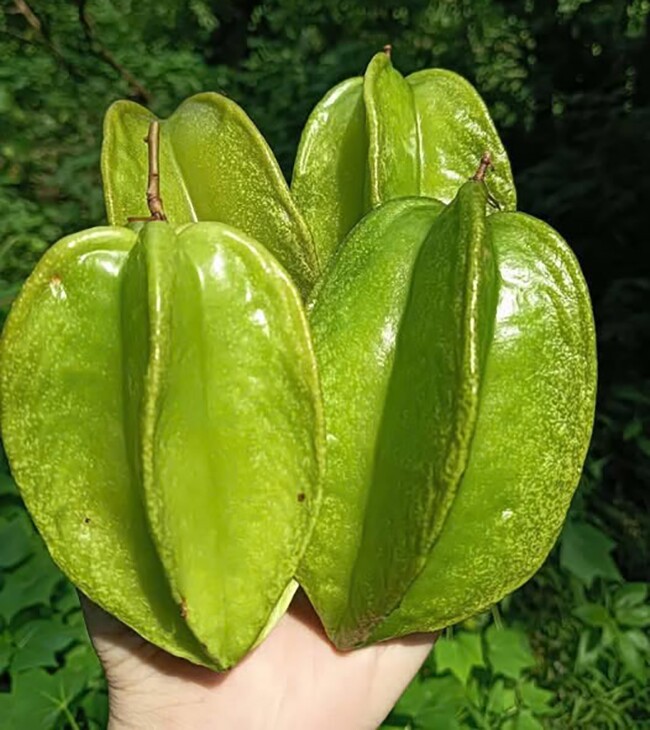 Loại quả mọc bờ rào xưa chín rụng đầy nay thành đặc sản 45.000 đ/kg, trồng một lần thu hoạch nhiều năm, được ưa chuộng ở thành phố - 4