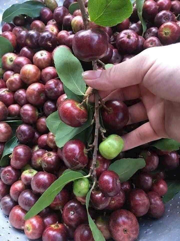 Loại quả mọc bờ rào xưa chín rụng đầy nay thành đặc sản 80.000 đ/kg, trồng một lần thu hoạch nhiều năm, du khách thích mê - 4