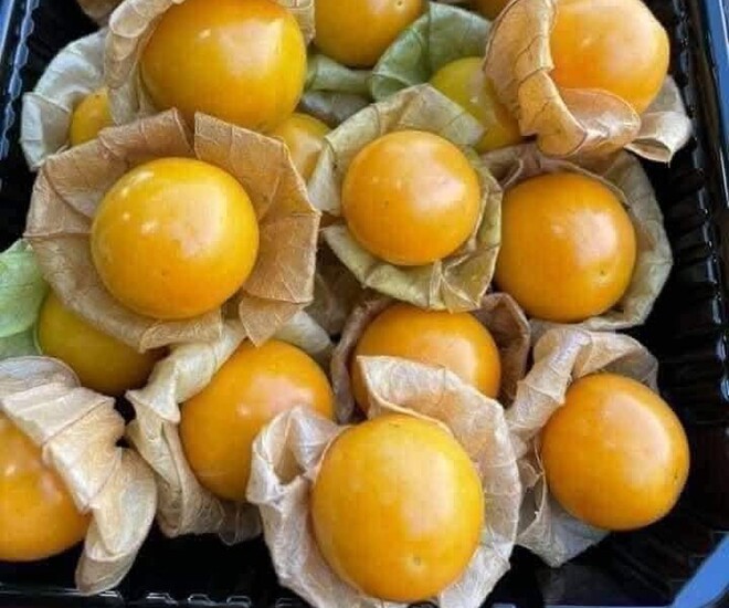 Loại quả mọc bờ rào xưa chín rụng đầy, nay thành đặc sản được ưa chuộng giá 250.000 đ/kg, trồng một lần thu hoạch nhiều năm - 1