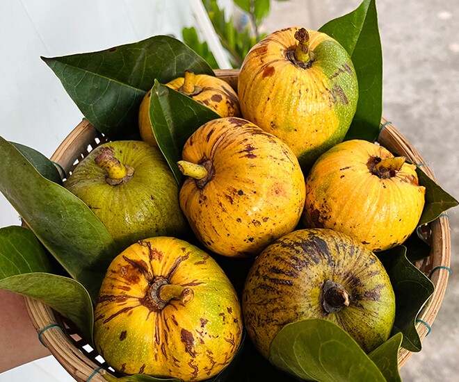 Loại quả mọc bờ rào xưa chín rụng đầy nay thành đặc sản giá 95.000 đ/kg, trồng một lần thu hoạch nhiều năm, du khách thích thú - 1