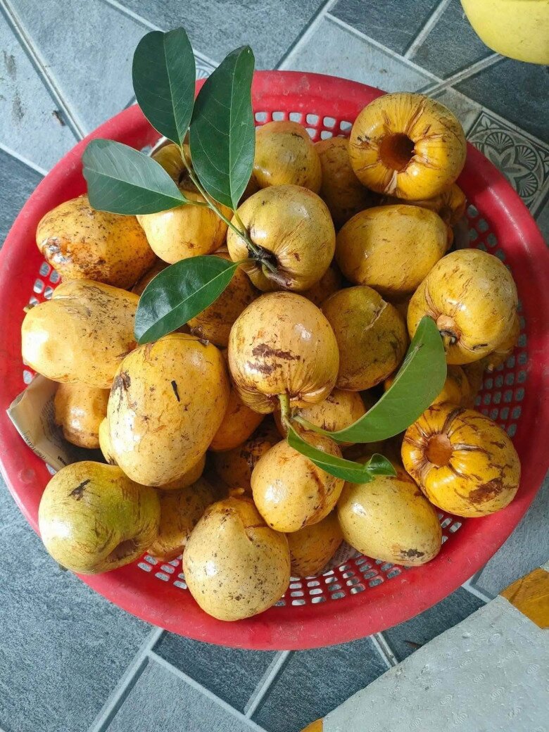 Loại quả mọc bờ rào xưa chín rụng đầy nay thành đặc sản giá 95.000 đ/kg, trồng một lần thu hoạch nhiều năm, du khách thích thú - 5