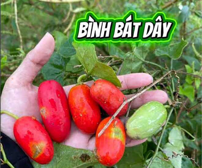 Loại quả mọc bờ rào xưa không ai ngó ngàng, nay thành đặc sản trồng một lần thu hoạch quanh năm, 70.000 đồng/kg - 1