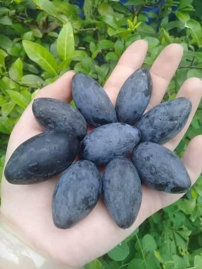 Loại quả xưa chín rụng đầy gốc nay thành đặc sản 120.000 đ/kg, trồng một lần thu hoạch nhiều năm, được ưa chuộng ở thành phố - 2