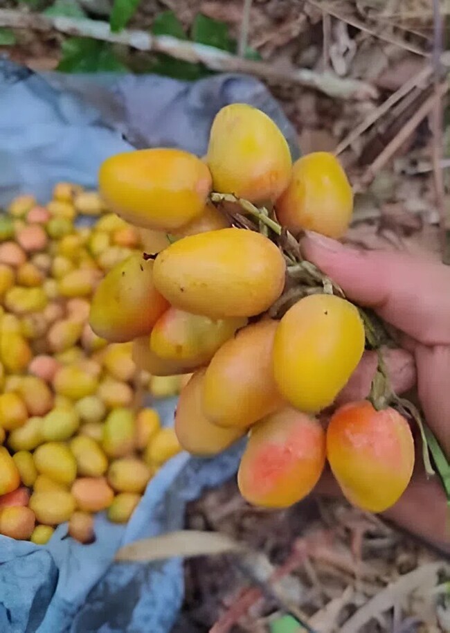 Loại quả xưa chín rụng đầy gốc nay thành đặc sản 45.000 đ/kg, trồng một lần thu hoạch nhiều năm, người thành phố ưa chuộng - 2
