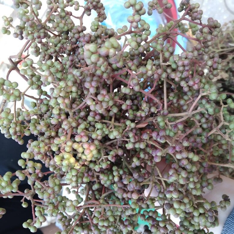 Loại quả xưa chín rụng đầy nay thành đặc sản 200.000 đ/kg, trồng một lần thu hoạch nhiều năm, du khách thích thú - 2