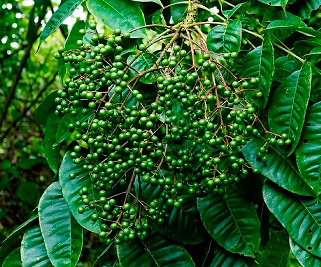 Loại quả xưa chín rụng đầy nay thành đặc sản 200.000 đ/kg, trồng một lần thu hoạch nhiều năm, du khách thích thú - 1