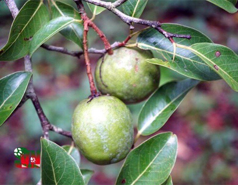 Loại quả xưa chín rụng đầy, nay thành đặc sản được ưa chuộng giá 150.000 đ/kg, trồng một lần thu hoạch nhiều năm - 5