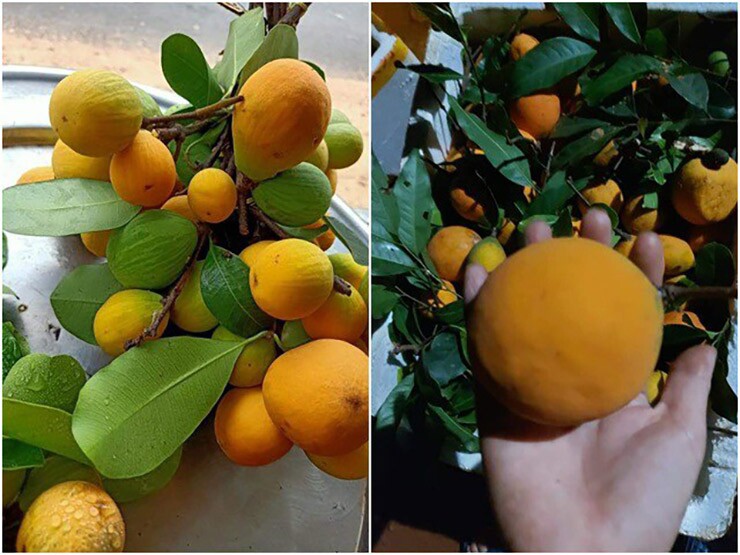 Loại quả xưa chín rụng đầy nay thành đặc sản giá 150.000 đ/kg, trồng một lần thu hoạch nhiều năm, người thành phố thích mê - 3