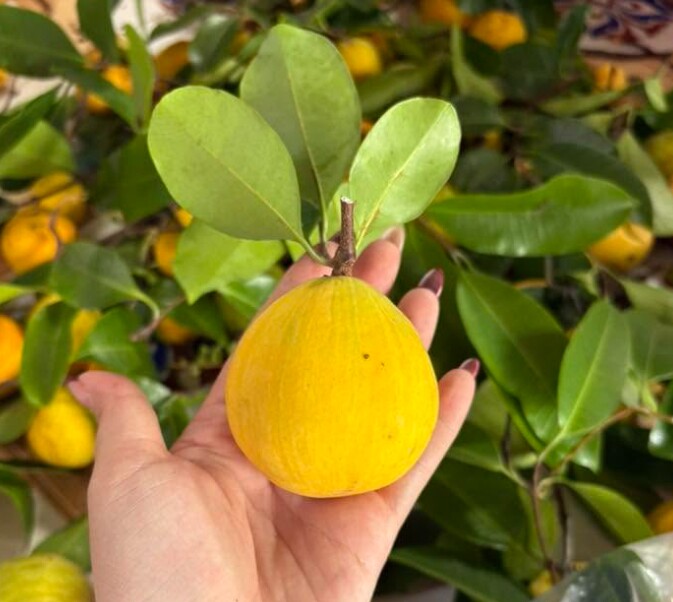 Loại quả xưa chín rụng đầy nay thành đặc sản giá 150.000 đ/kg, trồng một lần thu hoạch nhiều năm, người thành phố thích mê - 2