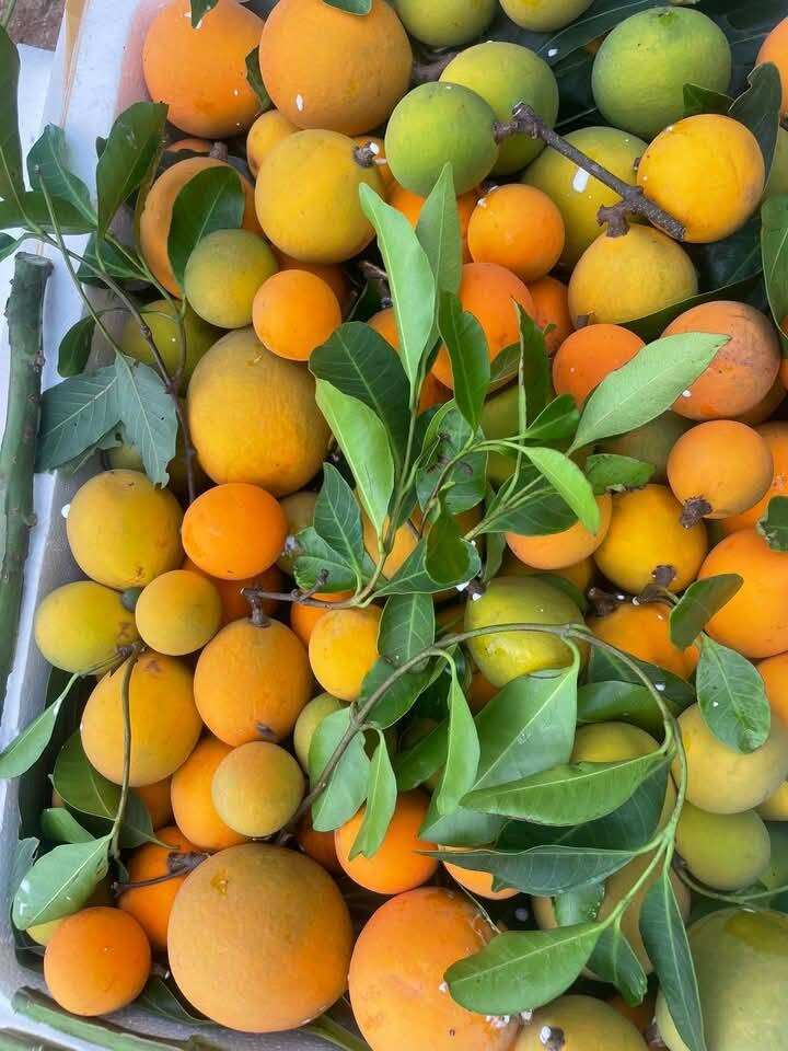 Loại quả xưa chín rụng đầy nay thành đặc sản giá 150.000 đ/kg, trồng một lần thu hoạch nhiều năm, người thành phố thích mê - 4