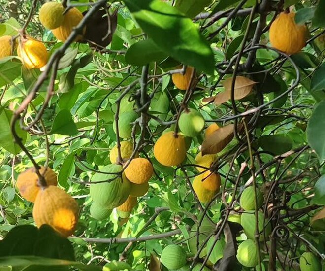 Loại quả xưa chín rụng đầy nay thành đặc sản giá 150.000 đ/kg, trồng một lần thu hoạch nhiều năm, người thành phố thích mê - 1