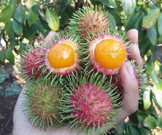 Loại quả xưa chín rụng đầy nay thành đặc sản giá 60.000 đ/kg, trồng một lần thu hoạch nhiều năm, du khách săn lùng - 1