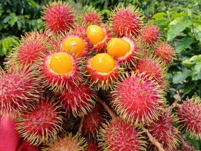 Loại quả xưa chín rụng đầy nay thành đặc sản giá 60.000 đ/kg, trồng một lần thu hoạch nhiều năm, du khách săn lùng - 4