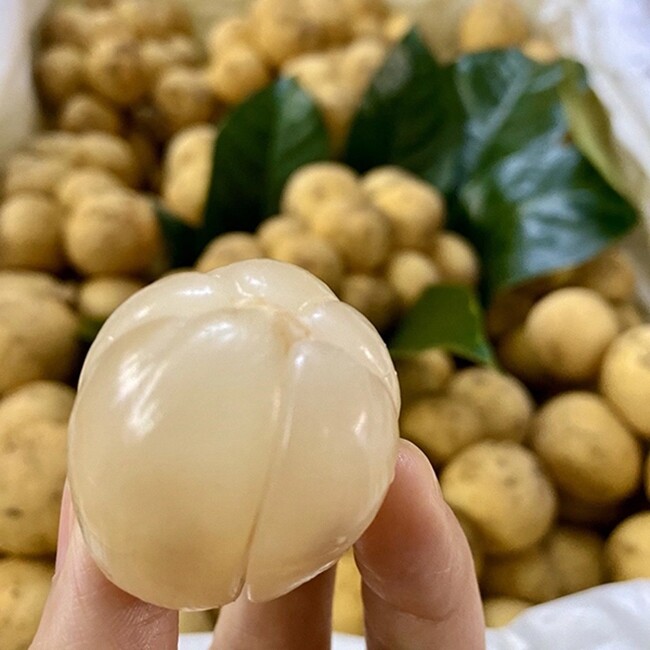 Loại quả xưa chín rụng đầy nay thành đặc sản giá 90.000 đ/kg, trồng một lần thu hoạch nhiều năm, tốt cho sức khỏe - 3