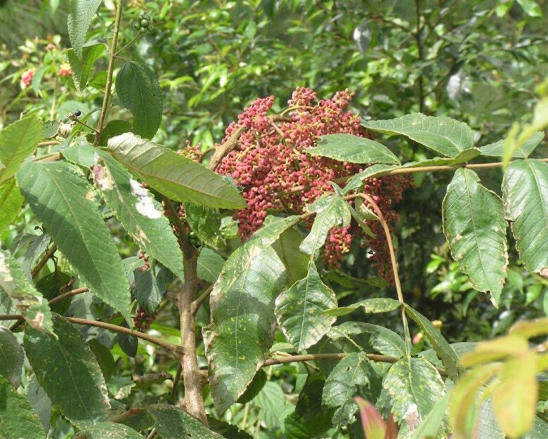 Loại quả xưa chín rụng đầy, nay thành đặc sản ở thành phố giá 300.000 đ/kg, trồng một lần thu hoạch nhiều năm - 2