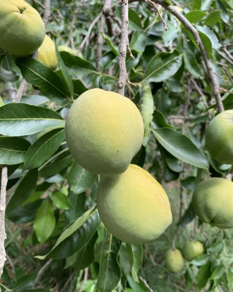 Loại quả xưa không ai biết đến, nay thành đặc sản ở thành phố giá 170.000 đ/kg, trồng một lần thu hoạch nhiều năm - 3