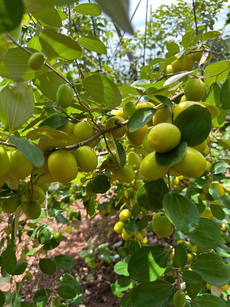 Loại quả mọc bờ rào xưa chín rụng đầy nay bán 70.000 đ/kg, thành đặc sản tốt cho sức khỏe, trồng một lần thu hoạch nhiều năm - 3