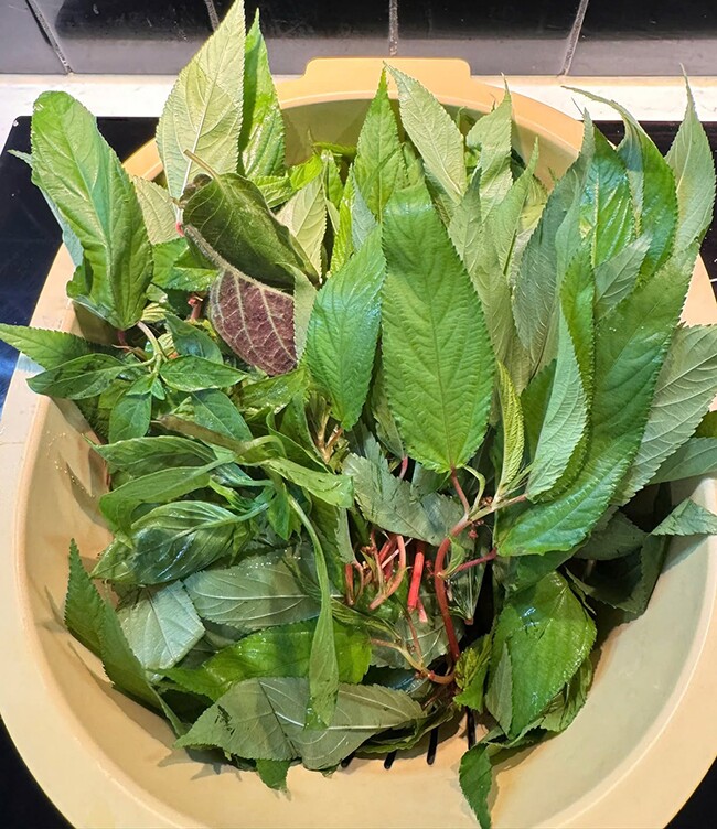 Cây dại mọc bờ rào thành đặc sản nổi tiếng giá 40.000 đồng/kg, trồng 2 tháng cho thu hoạch, tốt cho sức khỏe - 3