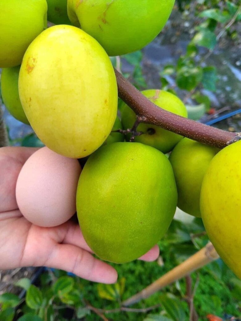 Loại quả lọt top tốt trên thế giới có ở Bắc Ninh, là đặc sản được ưa chuộng giá 50.000 đ/kg, trồng một lần thu hoạch nhiều năm - 3