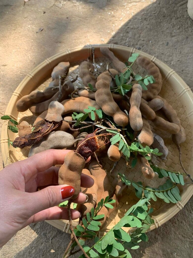Loại quả mọc bờ rào xưa chín rụng đầy gốc, nay thành đặc sản được ưa chuộng giá 140.000 đ/kg, trồng một lần thu hoạch nhiều năm - 2