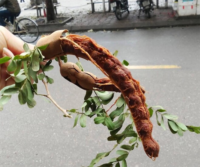 Loại quả mọc bờ rào xưa chín rụng đầy gốc, nay thành đặc sản được ưa chuộng giá 140.000 đ/kg, trồng một lần thu hoạch nhiều năm - 1