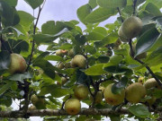 Tiêu dùng - Loại quả xưa chín rụng đầy, nay thành đặc sản được ưa chuộng ở thành phố giá 80.000 đ/kg, trồng một lần thu hoạch nhiều năm