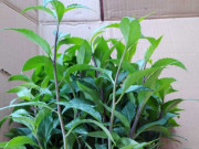 Tiêu dùng - Cây dại mọc bờ rào nay thành đặc sản nổi tiếng, trồng 3 tháng cho thu hoạch, giá 100.000 đồng/kg được ưa chuộng ở thành phố