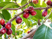 Tiêu dùng - Loại quả mọc bờ rào xưa rụng đầy gốc, nay thành đặc sản được ưa chuộng giá 70.000 đ/kg, trồng một lần thu hoạch nhiều năm