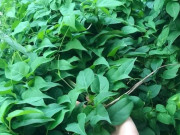 Tin tức - Cây dại mọc bờ rào nay thành đặc sản ở thành phố, trồng 3 tháng cho thu hoạch, giá 150.000 đồng/kg được nhiều người ưa chuộng