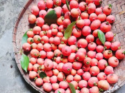 Loại quả xưa chín rụng đầy gốc, nay thành đặc sản được ưa chuộng giá 60.000 đ/kg, trồng một lần thu hoạch nhiều năm