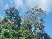 Loại quả xưa chín rụng đầy, nay thành đặc sản được ưa chuộng giá 100.000 đ/kg, trồng một lần thu hoạch nhiều năm