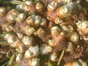 Sức khỏe - Món xưa "nhà nghèo" ăn đến chán ngán, nay thành đặc sản người thành phố ưa chuộng giá 60.000 đ/kg, tốt cho sức khoẻ