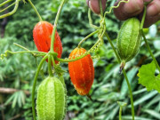 Tiêu dùng - Loại quả xưa chín rụng đầy gốc, nay thành đặc sản được ưa chuộng giá 85.000 đ/kg, trồng một lần thu hoạch nhiều năm