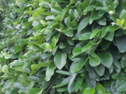 Tin tức - Cây dại mọc bờ rào nay thành đặc sản được ưa chuộng ở thành phố, trồng một lần thu hoạch nhiều năm, 200.000 đồng/kg