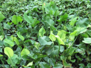 Tiêu dùng - Cây dại mọc bờ mương nay thành đặc sản nổi tiếng, trồng 45 ngày cho thu hoạch, giá 80.000 đồng/kg được ưa chuộng ở thành phố