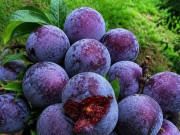 Sức khỏe - Loại quả đặc sản lọt top tốt trên thế giới chỉ có ở Sơn La, trồng một lần thu hoạch nhiều năm, tốt cho sức khỏe
