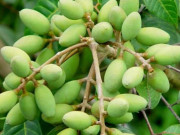 Lifestyle - Loại quả xưa chín rụng chỉ dành cho "người nghèo", nay thành đặc sản giá 120.000 đ/kg, trồng một lần thu hoạch nhiều năm