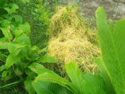 Cây dại mọc bờ rào nay thành đặc sản nổi tiếng, giá 60.000 đ/kg được người thành phố ưa chuộng, thu hái quanh năm
