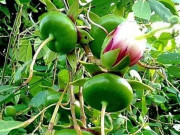 Lifestyle - Loại quả xưa chín rụng đầy chỉ dành cho "người nghèo", nay thành đặc sản giá 140.000 đ/kg, trồng một lần thu hoạch nhiều năm