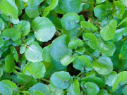 Sức khỏe - Cây rau nước Mỹ chấm "10 điểm" được bán đầy chợ từ 10.000 đ/kg, trồng 45 ngày cho thu hoạch, thành đặc sản tốt cho sức khỏe