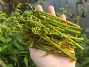 Tin tức - Cây dại mọc bờ mương nay thành đặc sản nổi tiếng, trồng một lần thu hoạch nhiều năm, giá 80.000 đ/kg ưa chuộng ở thành phố