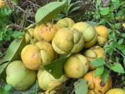 Tiêu dùng - Loại quả xưa chín rụng đầy gốc, nay thành đặc sản được ưa chuộng giá 120.000 đ/kg, trồng một lần thu hoạch nhiều năm