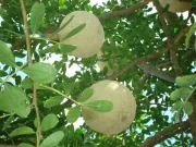 Lifestyle - Loại quả xưa không ai ăn nay thành đặc sản lạ, trồng một lần thu hoạch nhiều năm, 100.000 đ/kg người thành phố thích mê