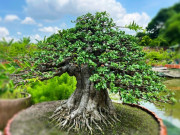 Tin tức - Cây dại ở hàng rào "lên chậu" thành bonsai, tỏa mùi thơm đặc biệt và mang lại tài lộc, có cây 1,2 tỷ đồng