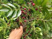 Tin tức - Loại quả xưa chín rụng đầy gốc, nay thành đặc sản ở thành phố giá 35.000 đ/kg, trồng một lần thu hoạch nhiều năm