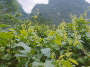 Tin tức - Cây dại mọc bờ rào nay thành đặc sản nổi tiếng, trồng 2 tháng cho thu hoạch, giá 90.000 đồng/kg được người thành phố săn lùng