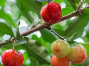 Sức khỏe - Loại quả xưa chín rụng đầy nay thành đặc sản giá 80.000 đ/kg, trồng một lần thu hoạch nhiều năm, tốt cho sức khỏe