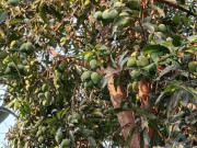 Tin tức - Loại quả mọc bờ rào xưa chín rụng đầy, nay thành đặc sản ở thành phố giá 40.000 đ/kg, trồng một lần thu hoạch nhiều năm