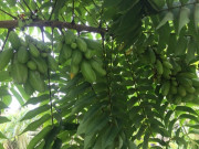 Loại quả xưa chín rụng đầy nay thành đặc sản giá 150.000 đ/kg, trồng một lần thu hoạch nhiều năm, tốt cho sức khỏe