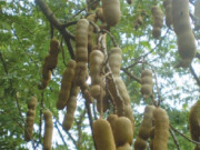 Tiêu dùng - Loại quả mọc bờ rào xưa chín rụng đầy gốc, nay thành đặc sản được ưa chuộng giá 140.000 đ/kg, trồng một lần thu hoạch nhiều năm